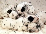 Nintendogs Dalmatian and Friends - back cover