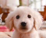 Nintendogs + Cats: Golden Retriever & New Friends - back cover